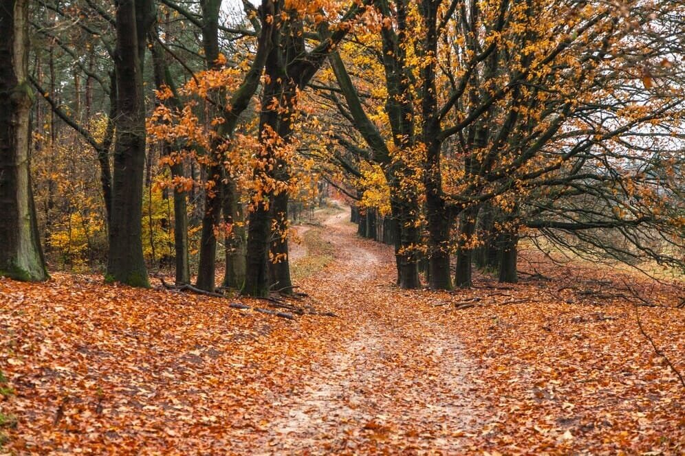 Rudens saulutė man esi