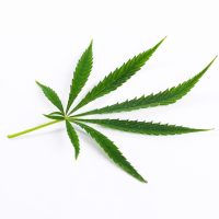cannabis-leaf-plant_144627-34642