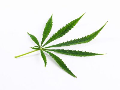 cannabis-leaf-plant_144627-34642