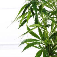 cannabis-leaf-plant_144627-34644