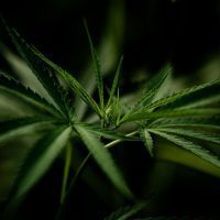 cannabis-marijuana-leaf-closeup_1150-15077