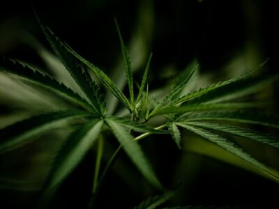 cannabis-marijuana-leaf-closeup_1150-15077