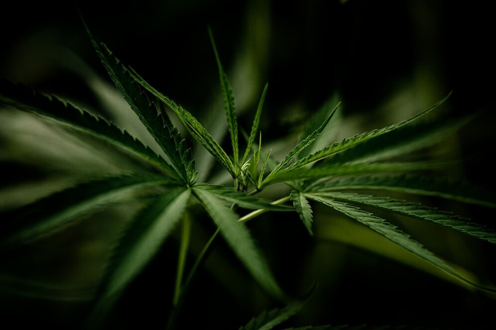 cannabis-marijuana-leaf-closeup_1150-15077