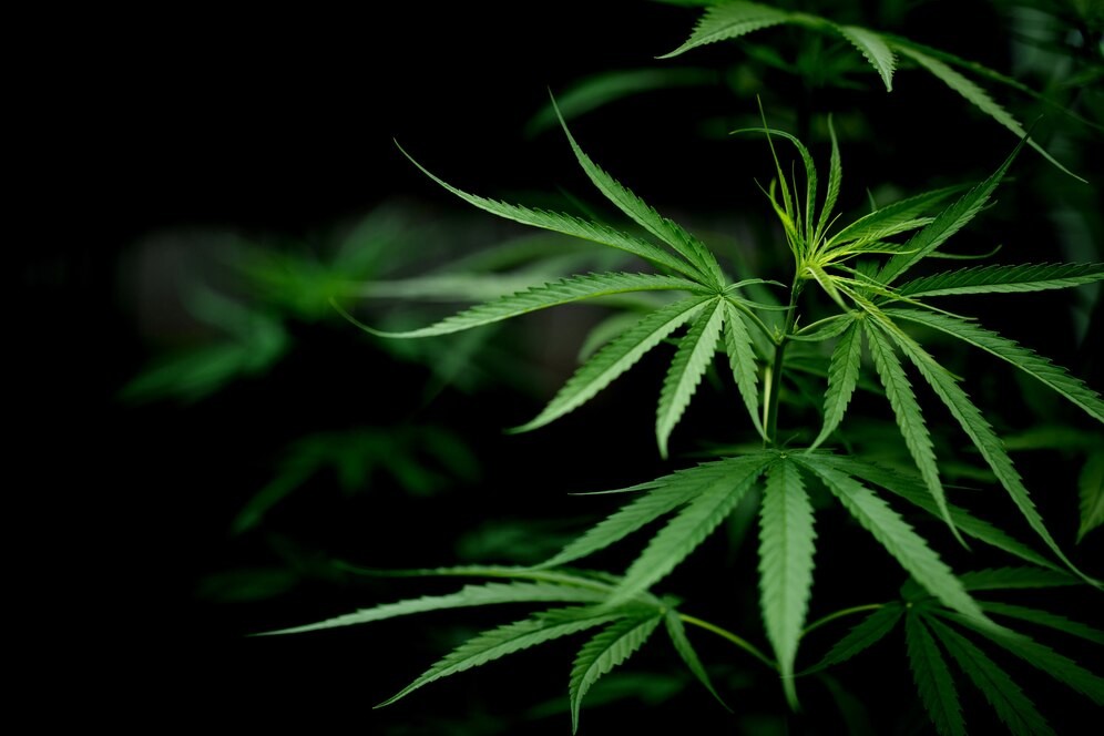 cannabis-marijuana-leaf-closeup_1150-15082