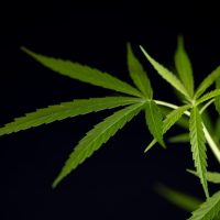 cannabis-marijuana-leaf-closeup_1150-15085