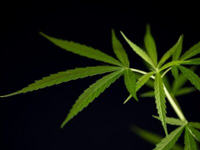 cannabis-marijuana-leaf-closeup_1150-15085