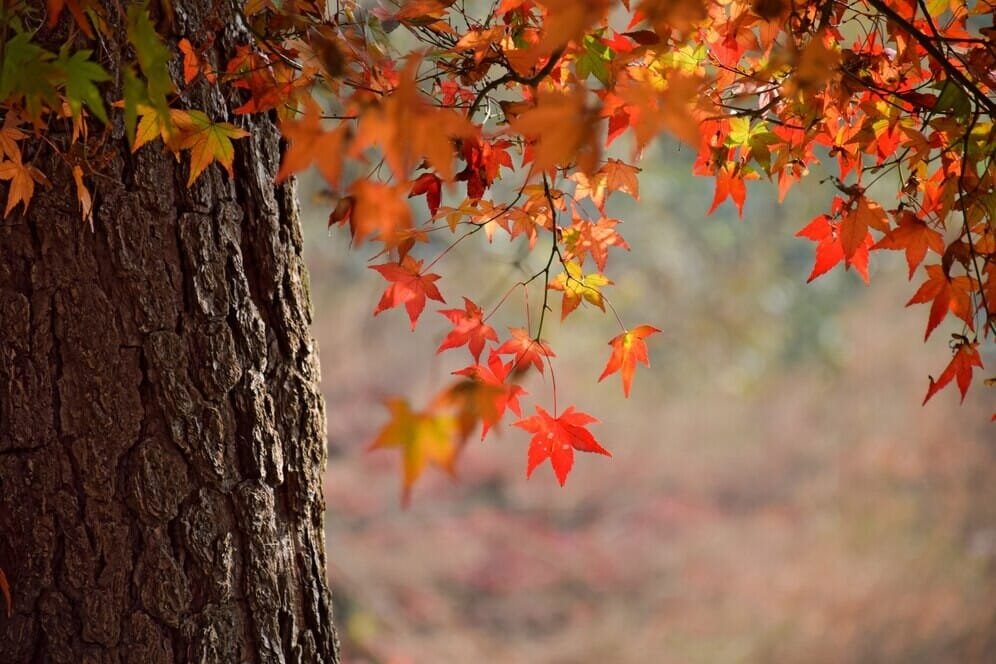 Rudens dovana