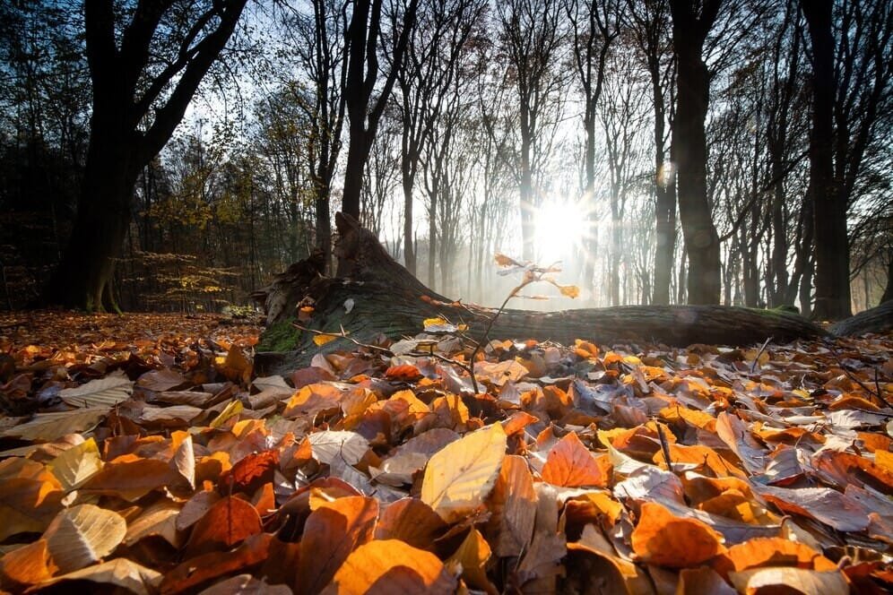 Rudens rytas