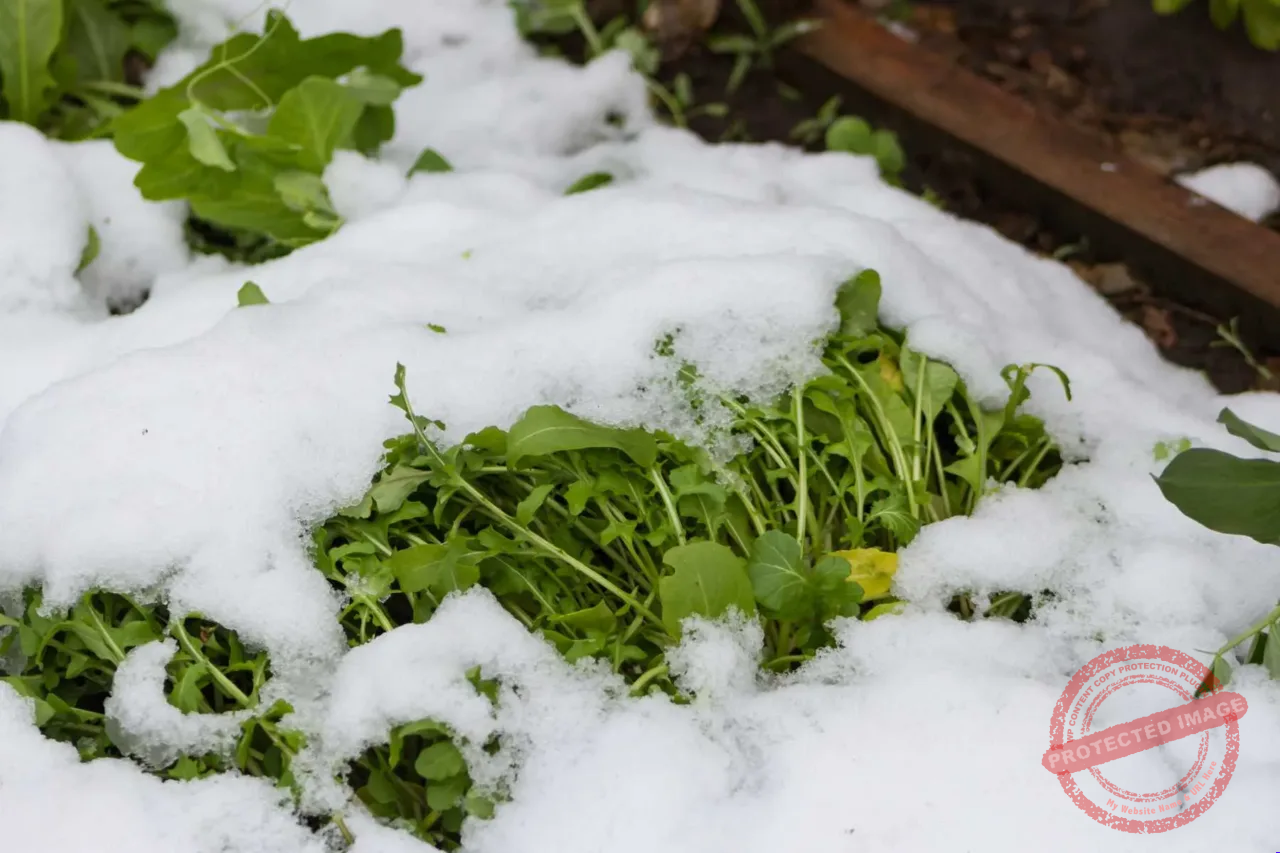 Cold weather crops.webp