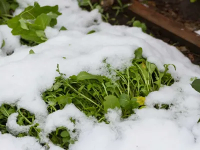 Kaip apsaugoti augalus nuo pavasario šalnų?