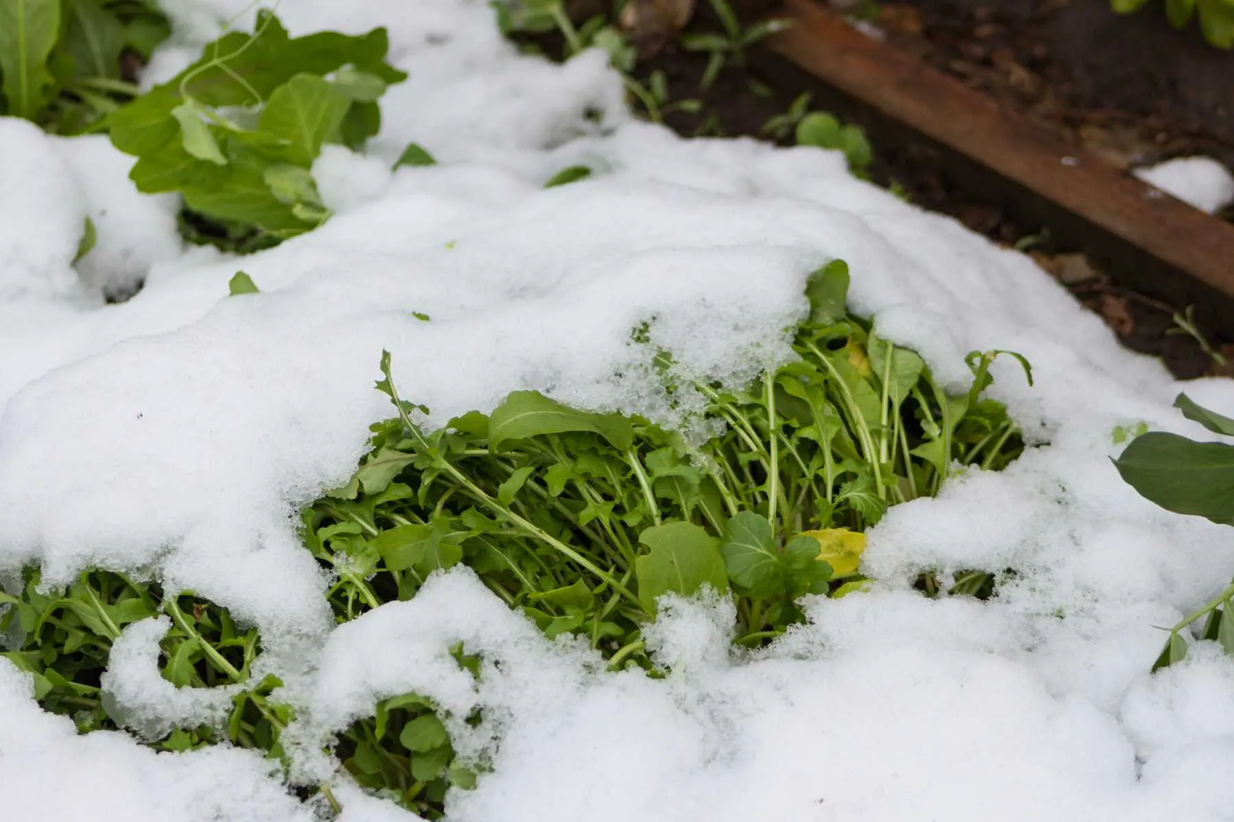 cold weather crops Straipsniai.lt
