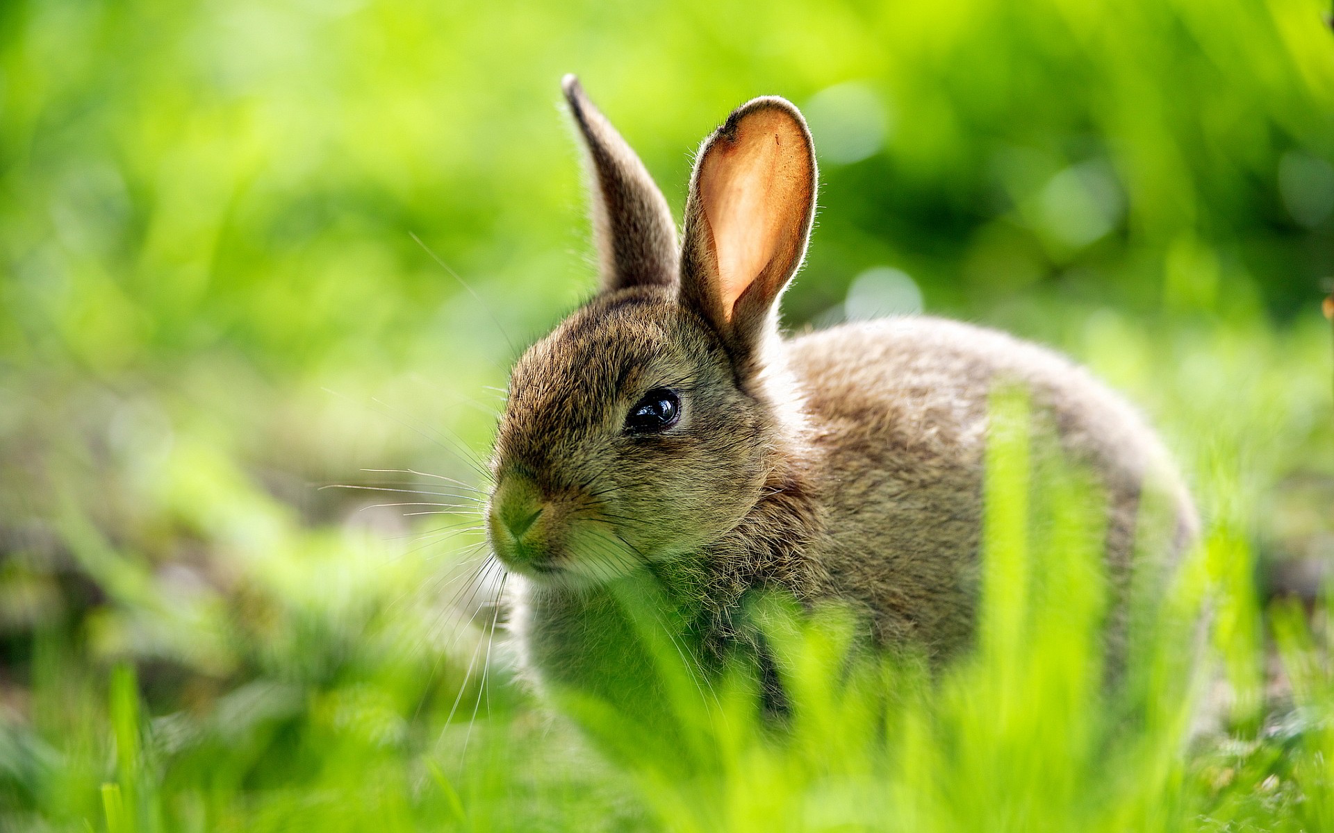 cute rabbit grass Straipsniai.lt