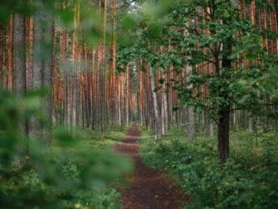 green forest during daytime