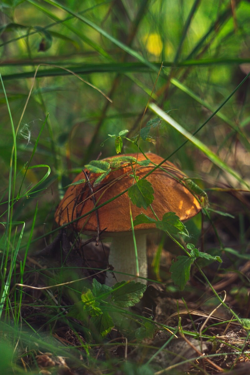 A small orange mushroom sitting in the grass