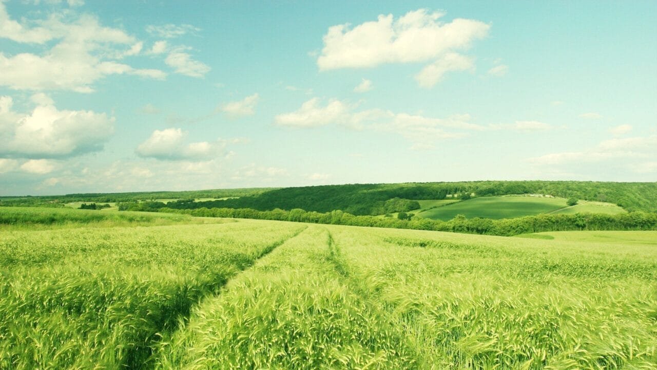 Žemės ūkis