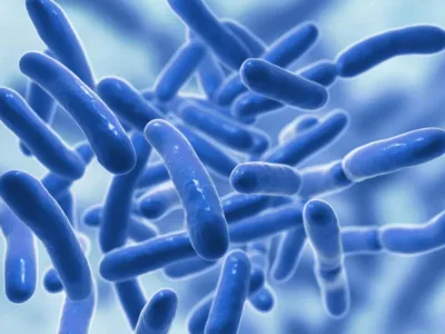 Probiotikų savybės (3) Lactobacillus