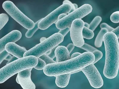 Probiotikų savybės (4) Lactobacillus acidophilus