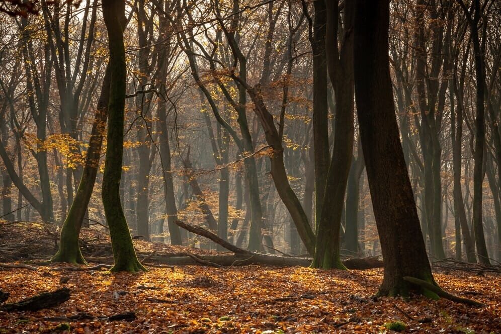 Rudens akelės