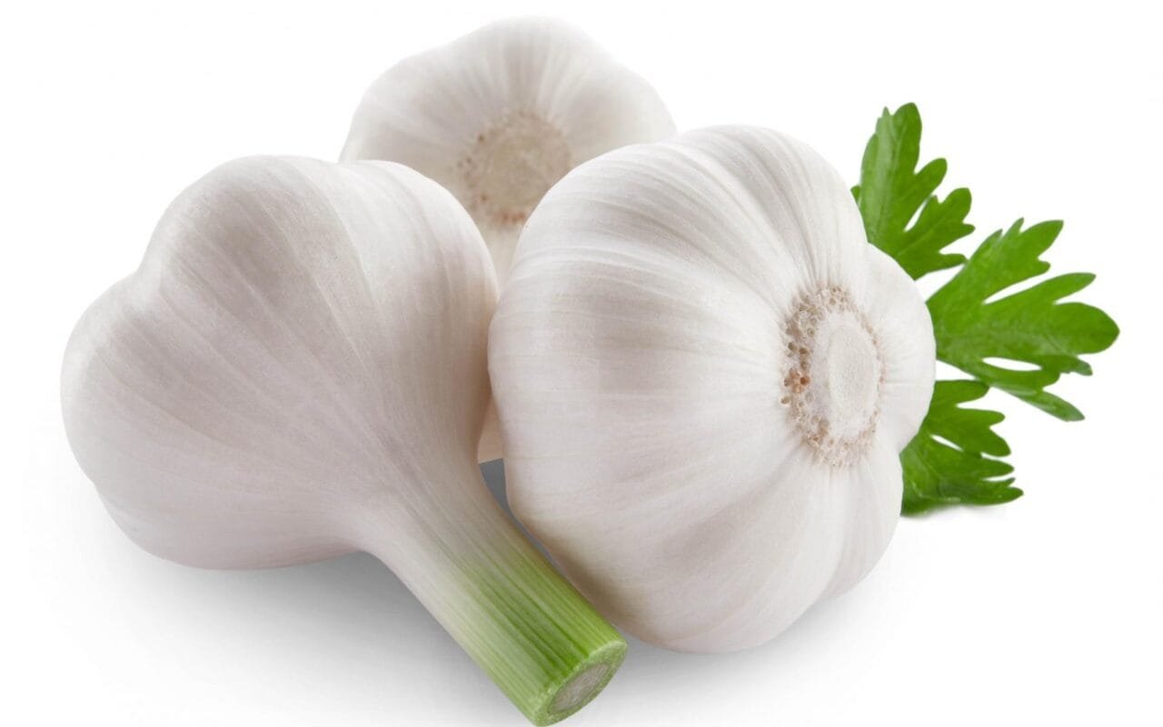Garlic
