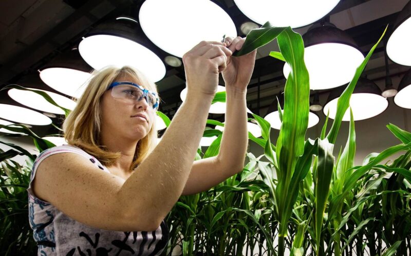 Genetiškai modifikuotų organizmų (GMO) įstatymo pakeitimo projektas