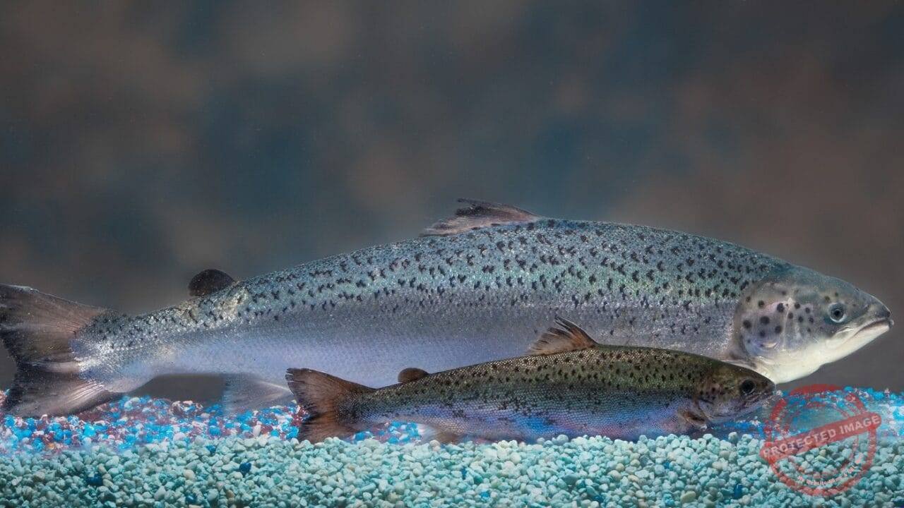 Hres Aquadvantage Salmon Vs Non Transgenic Sibling Aquabounty Technologies