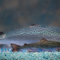hres aquadvantage salmon vs non transgenic sibling aquabounty technologies Straipsniai.lt