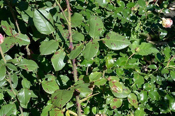pūkuotasis miltligė ant rožių pūkuotasis miltligė ant rožių