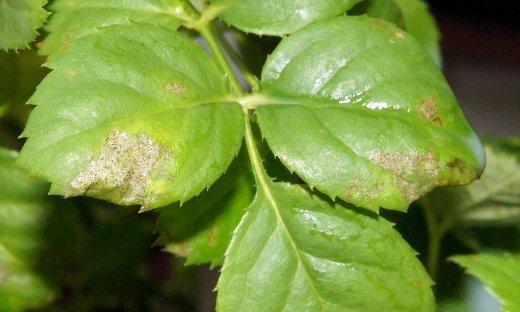 tripsai ant rožių tripsai ant rožių