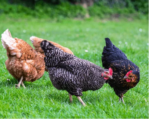 Populiarios mėsinių viščiukų veislės ir hibridai