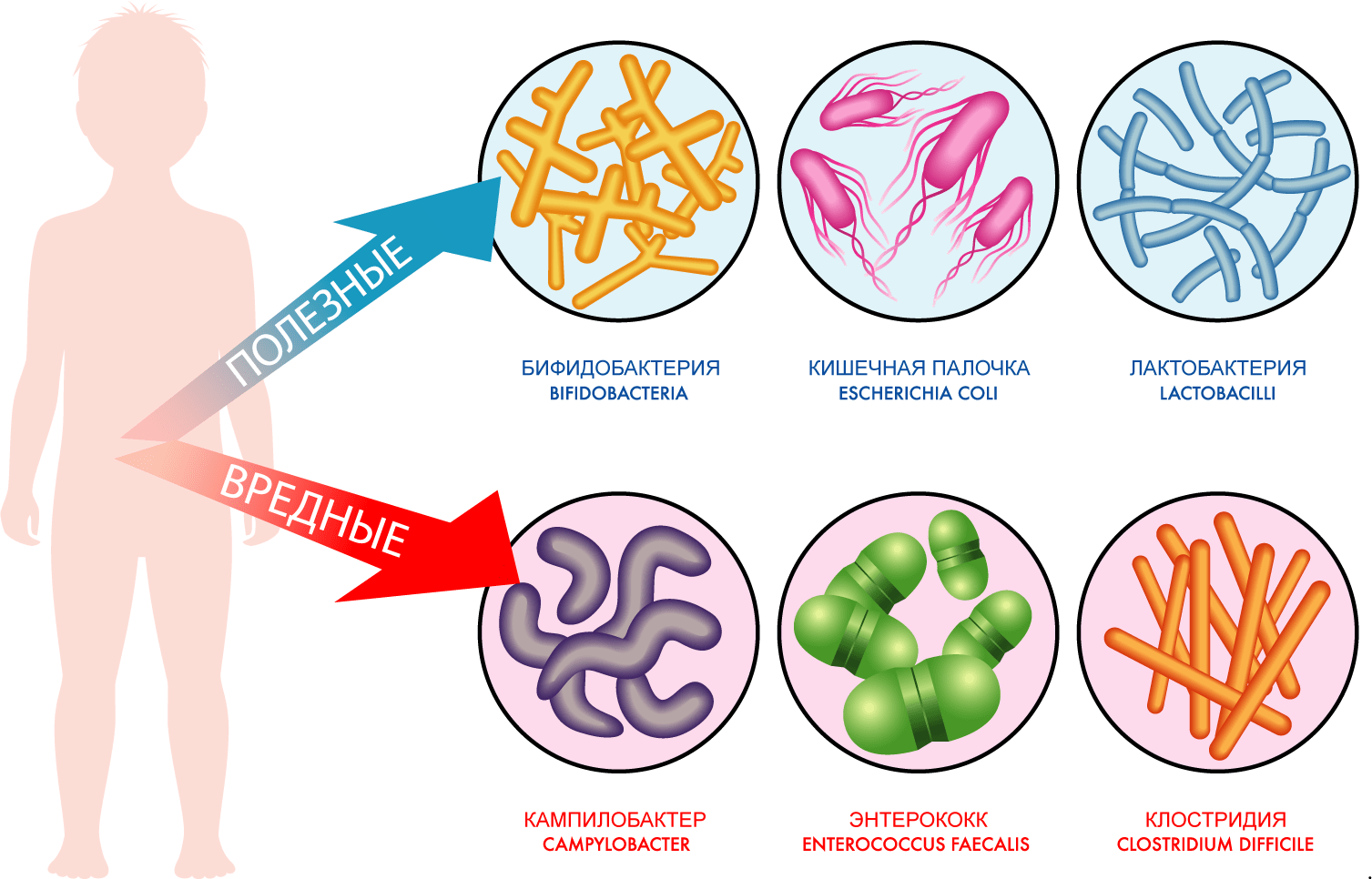 все о пробиотиках 