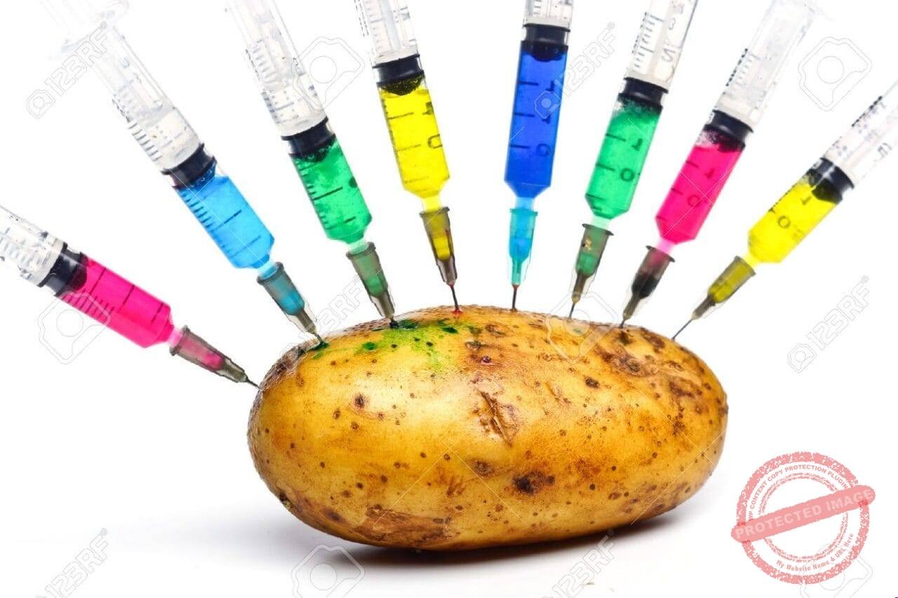 GMO