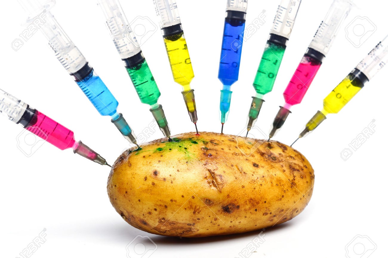 injecting chemical into gmo potato gmo food Straipsniai.lt
