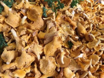 a group of mushrooms