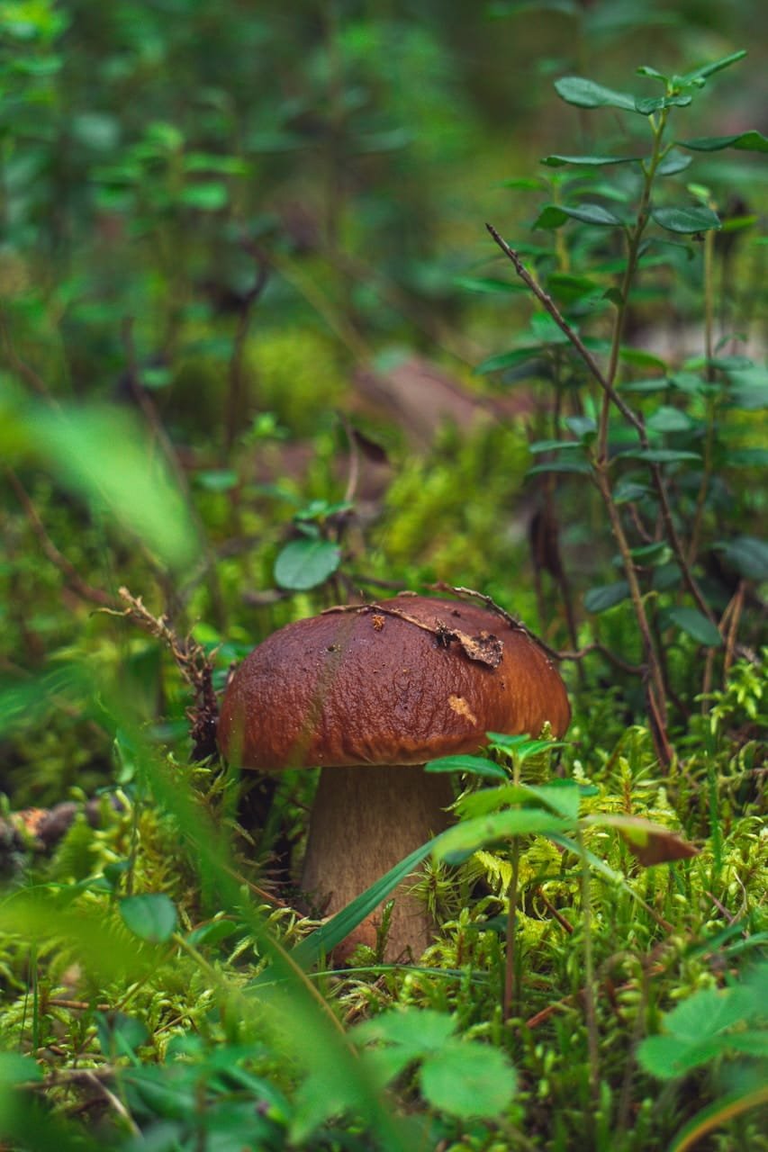 A brown mushroom sitting on top of a lush green field