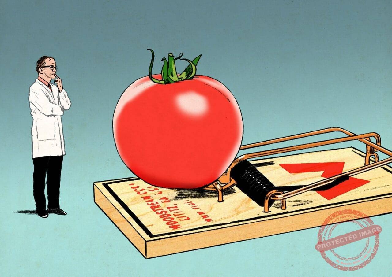 GMO