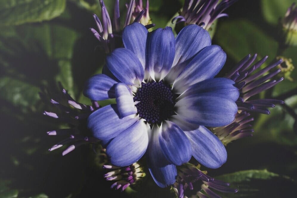 Gėlė