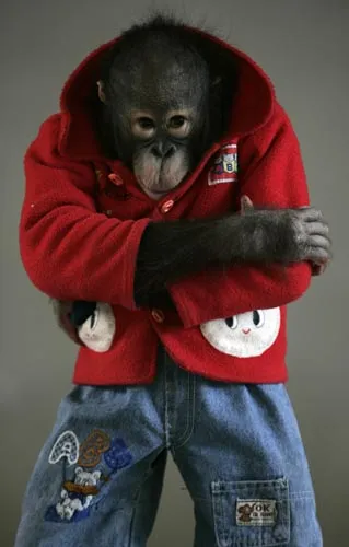 Monkey (6)