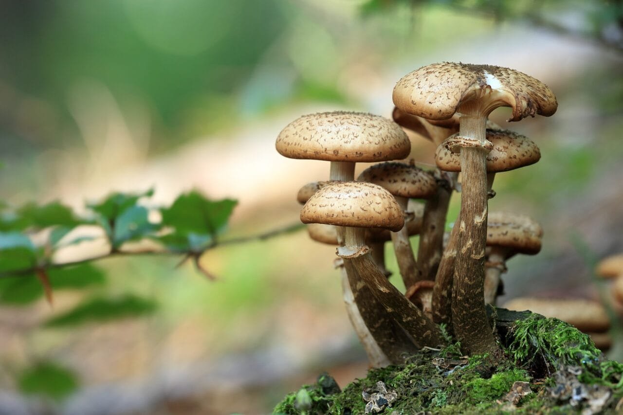 Mushrooms 548360