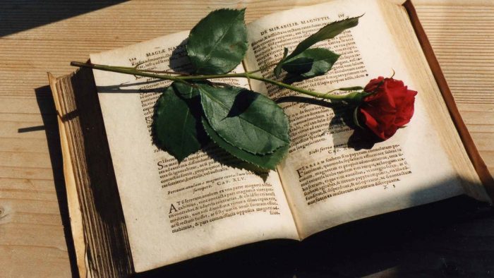 nature book beautiful lovely rose romance Straipsniai.lt