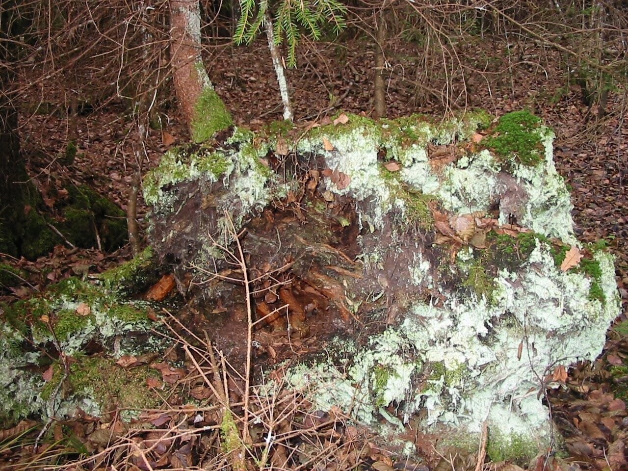 Nematoma gija