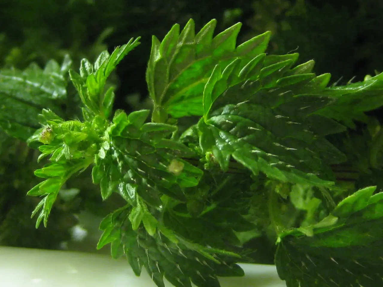 nettle 2 Straipsniai.lt