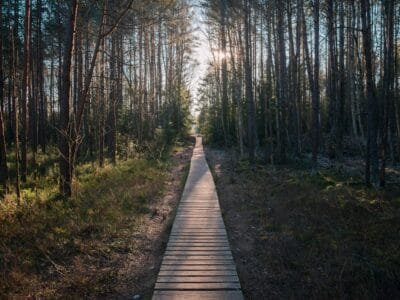 brown wooden pathway between trees during daytime