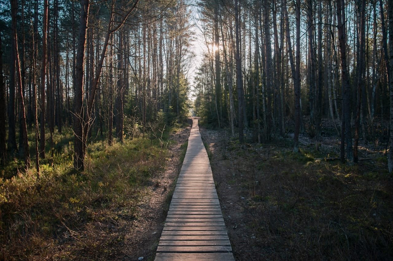 brown wooden pathway between trees during daytime