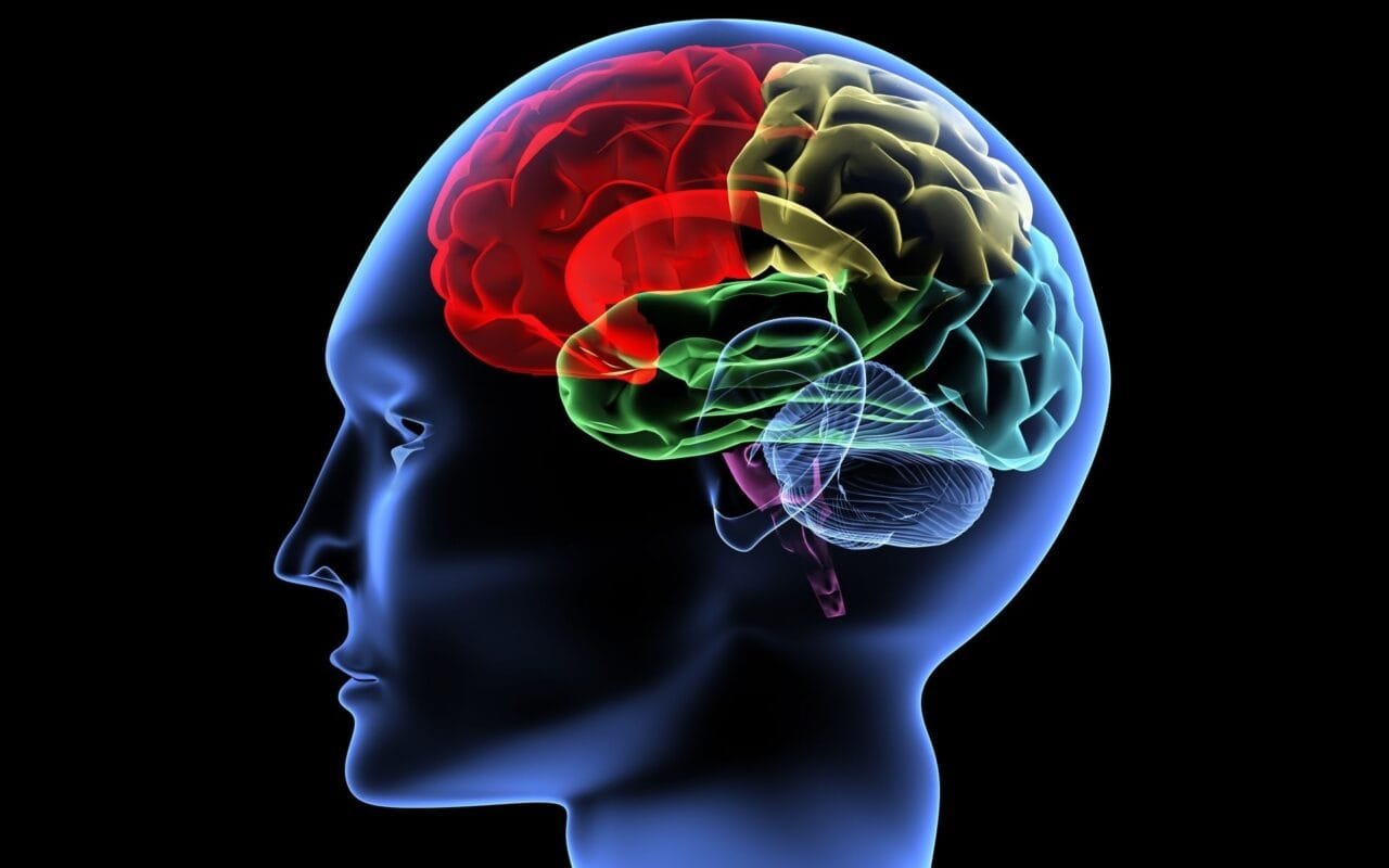 People Brain Cg Digital Art