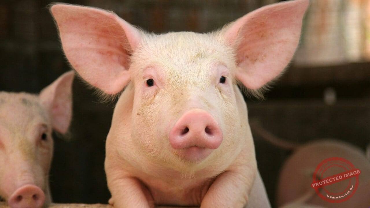 Kiaulė