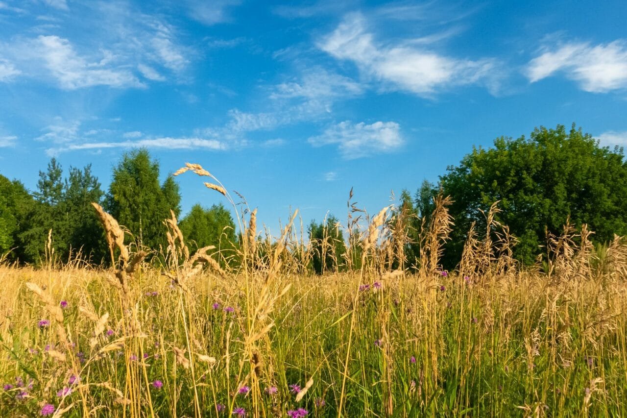 a grassy field with trees in the background