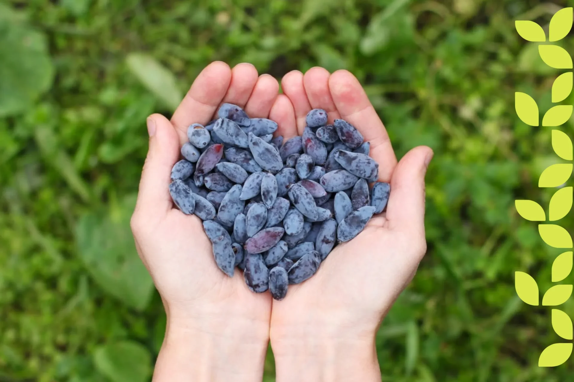 sausmedzio uogos Straipsniai.lt