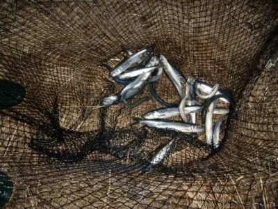 Ežerinių stintų – stintelių žvejyba