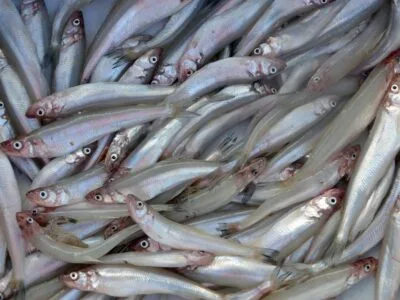 Stintų laimikis žvejų šiemet nedžiugino