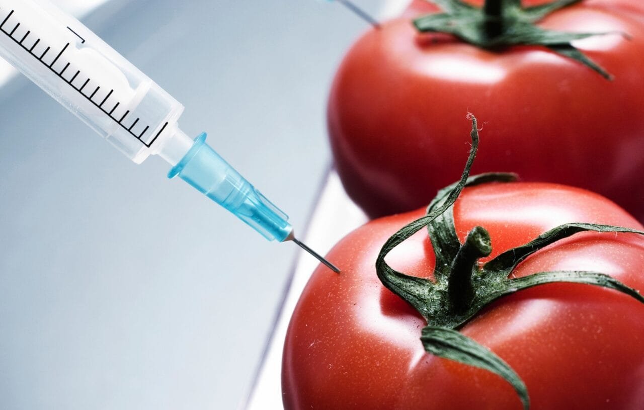 tomato gmo Straipsniai.lt